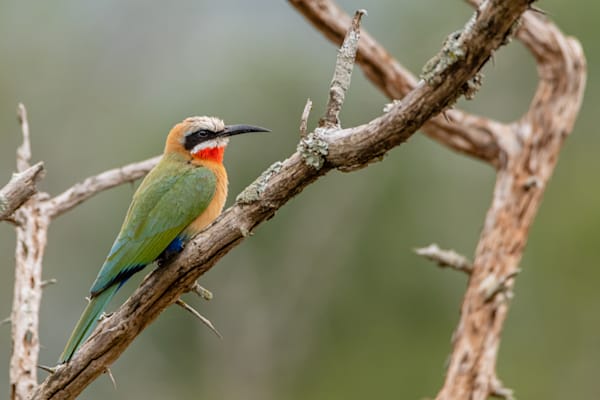 Color Abounds Photography Art | kramkranphoto