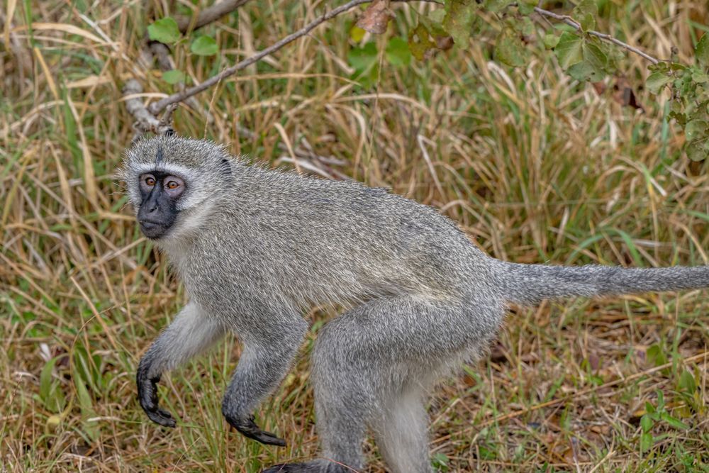 Monkey Biz Photography Art | kramkranphoto