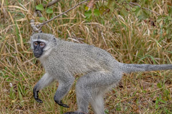 Monkey Biz Photography Art | kramkranphoto