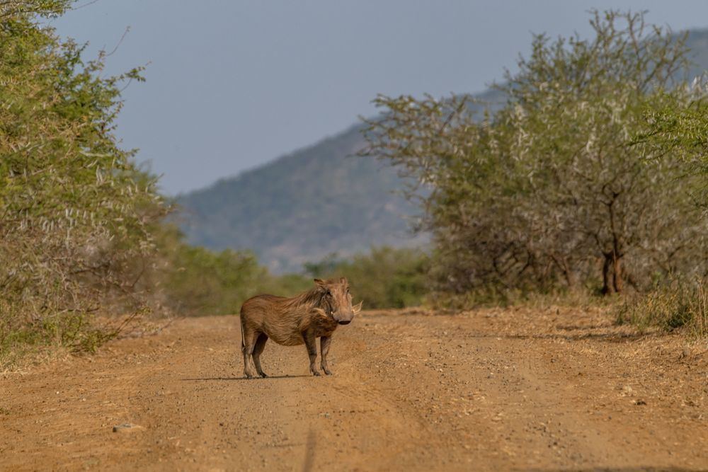 Pumba Road Photography Art | kramkranphoto