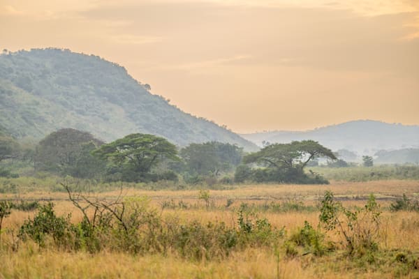 Acacia Sunrise Photography Art | kramkranphoto