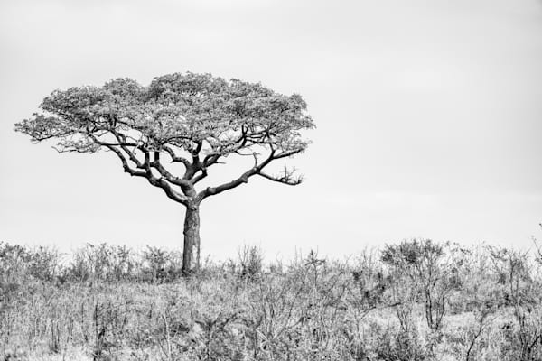 The Tree Stands Alone Photography Art | kramkranphoto