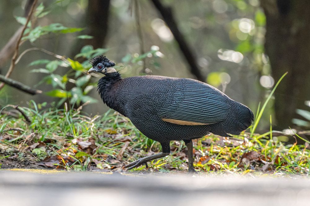 Crested Guineafowl Photography Art | kramkranphoto