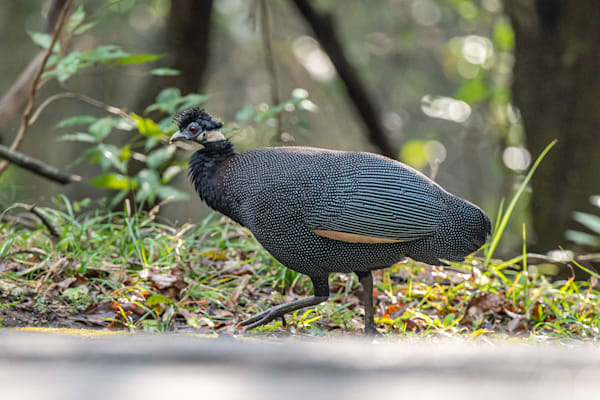 Crested Guineafowl Photography Art | kramkranphoto