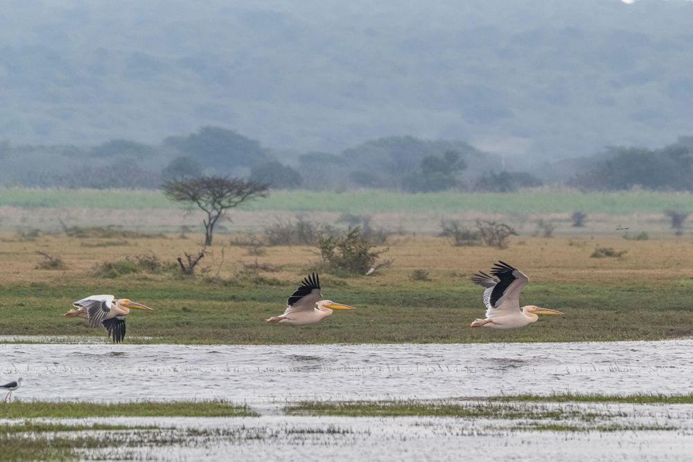 Flight Of The Pelicans Photography Art | kramkranphoto
