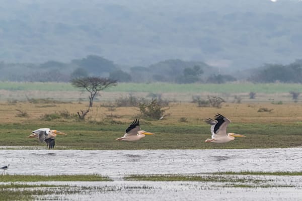 Flight Of The Pelicans Photography Art | kramkranphoto