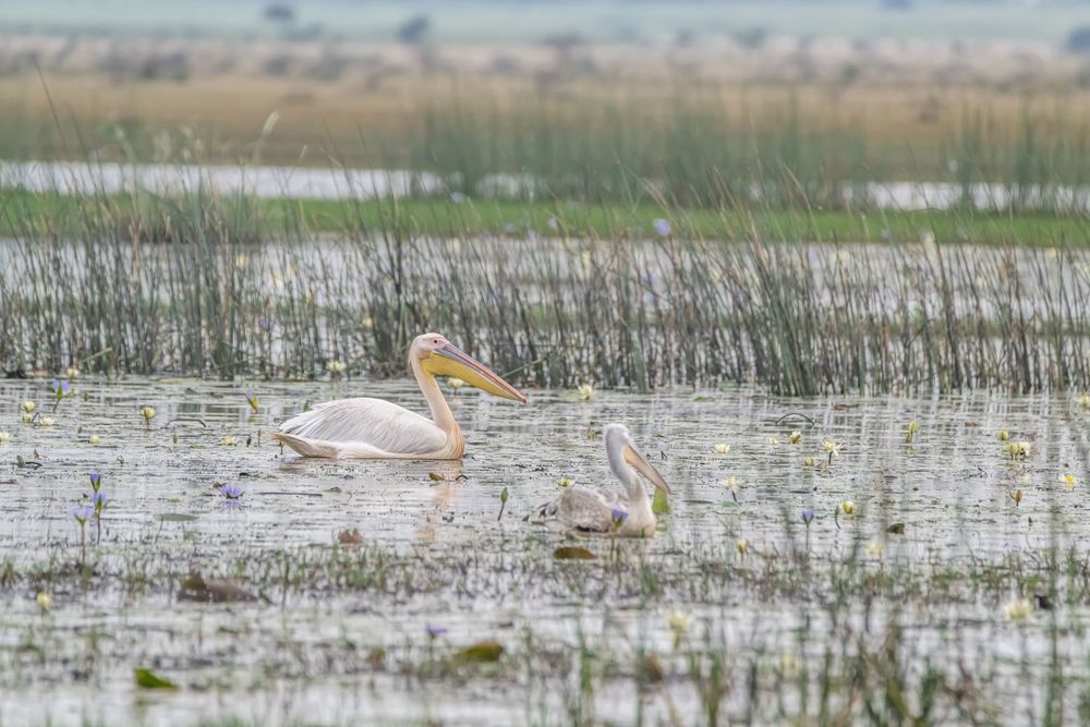 White Pelican Patrol Photography Art | kramkranphoto