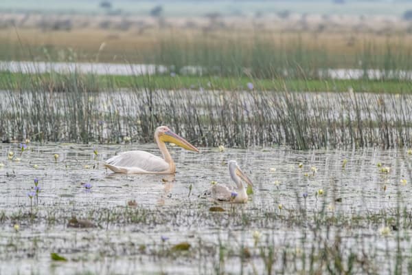 White Pelican Patrol Photography Art | kramkranphoto