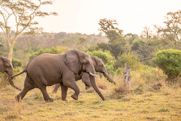 Flight Of The Elephants Photography Art | kramkranphoto