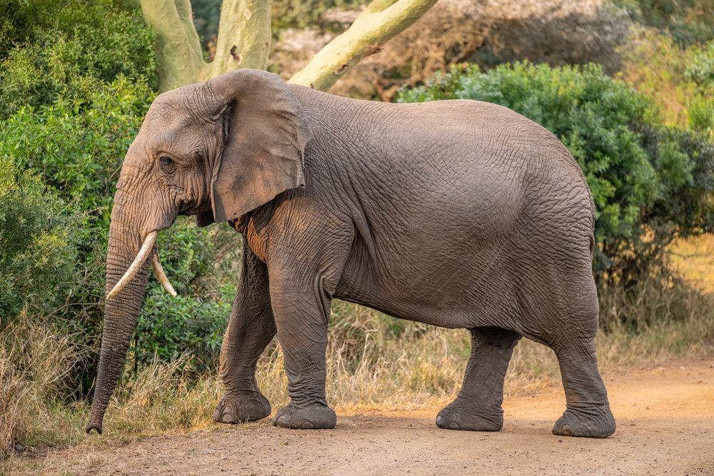 Elephant Encounter Photography Art | kramkranphoto