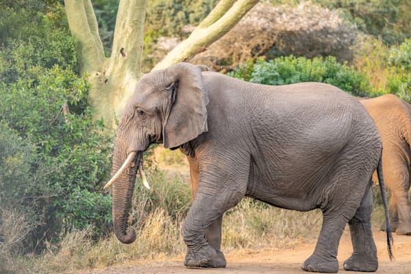 Elephant Walk Photography Art | kramkranphoto