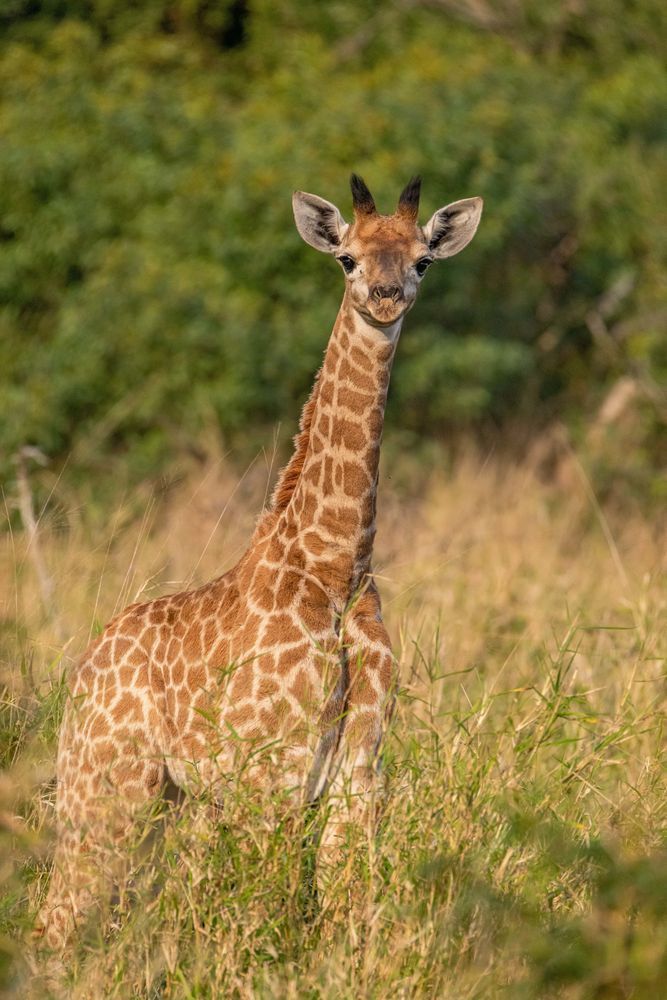 Baby Boppin Photography Art | kramkranphoto