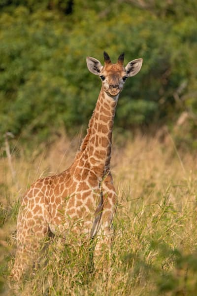 Baby Boppin Photography Art | kramkranphoto