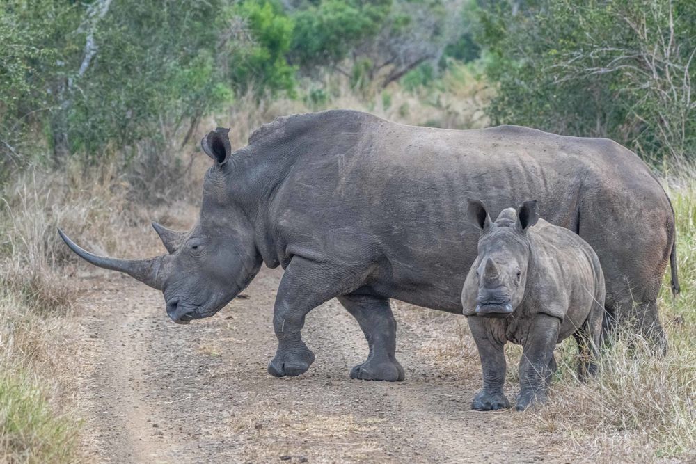 White Rhino Mother And Child Photography Art | kramkranphoto