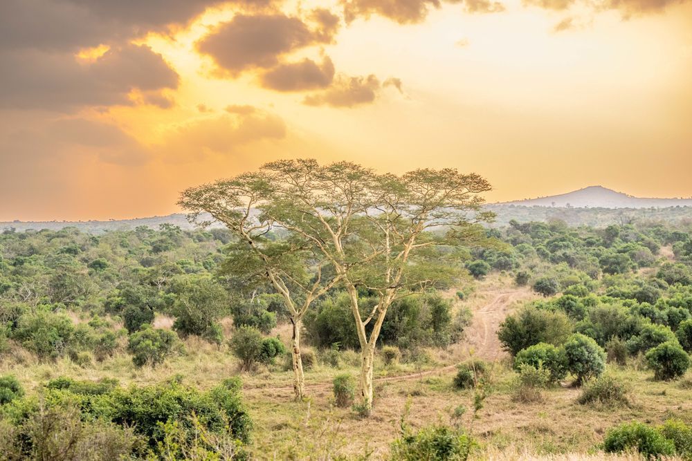 Light Hits Safari Right Photography Art | kramkranphoto