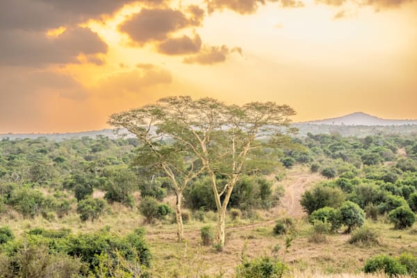 Light Hits Safari Right Photography Art | kramkranphoto