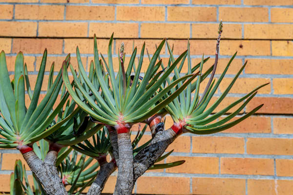 Botanical Tones Photography Art | kramkranphoto