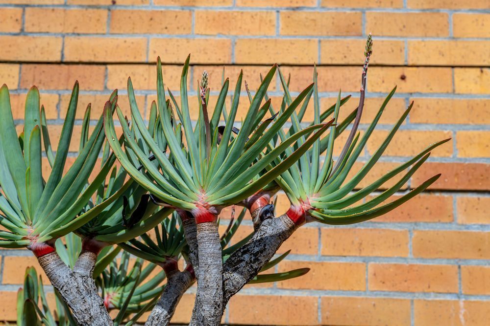 Botanical Tones Photography Art | kramkranphoto