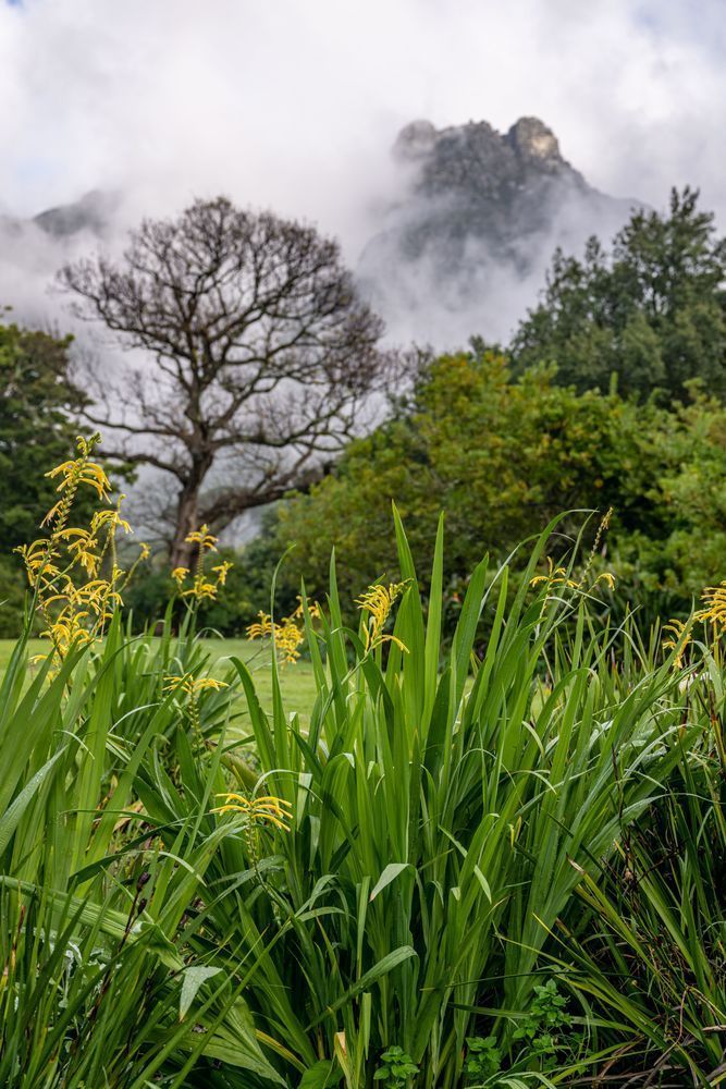 Botany Photography Art | kramkranphoto