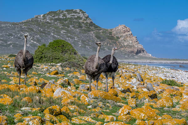 Ostrich Beach Day Photography Art | kramkranphoto