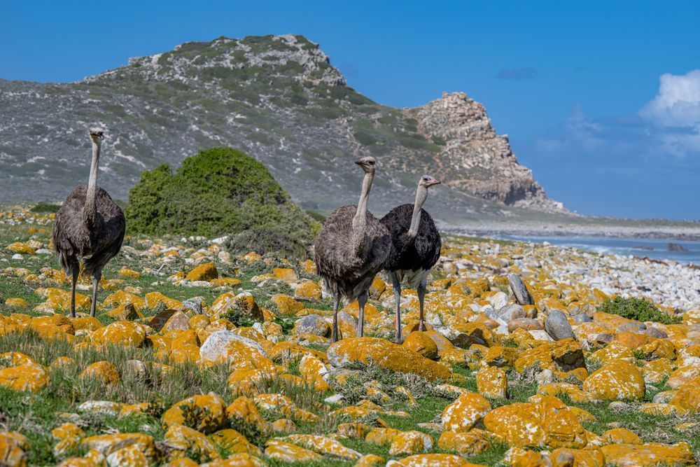 Ostrich Beach Day Photography Art | kramkranphoto