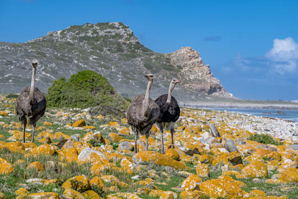 A Day At Ostrich Beach Photography Art | kramkranphoto