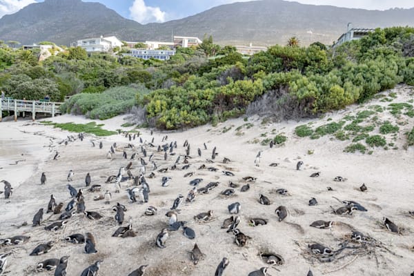 African Penguin Colony Photography Art | kramkranphoto