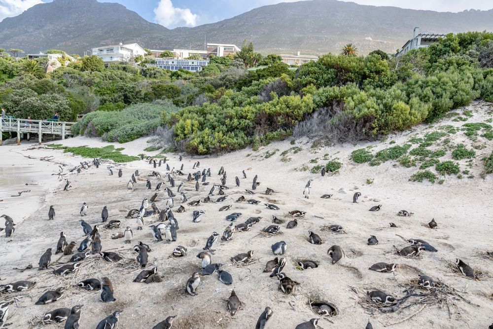 African Penguin Colony Photography Art | kramkranphoto