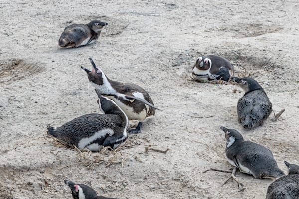 Penguin Patrol Photography Art | kramkranphoto