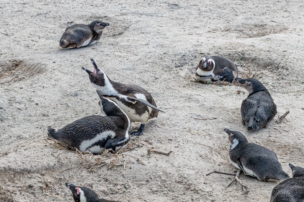 Penguin Patrol Photography Art | kramkranphoto