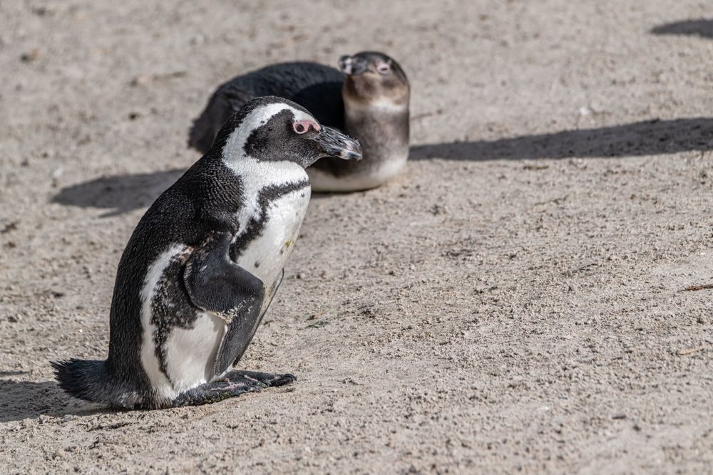 Flipper Flapper Photography Art | kramkranphoto