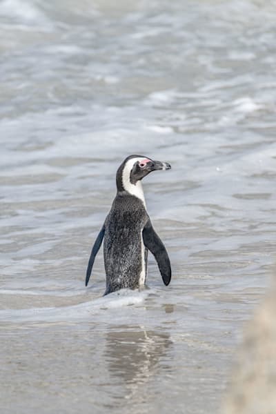Penguins Of Boulder Beach Photography Art | kramkranphoto