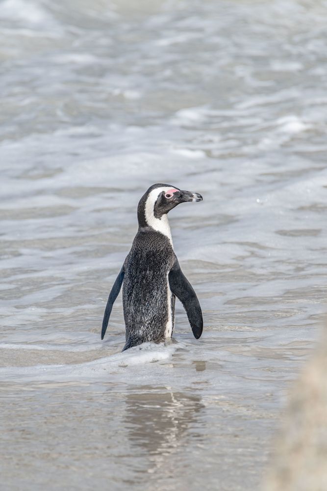 Penguins Of Boulder Beach Photography Art | kramkranphoto