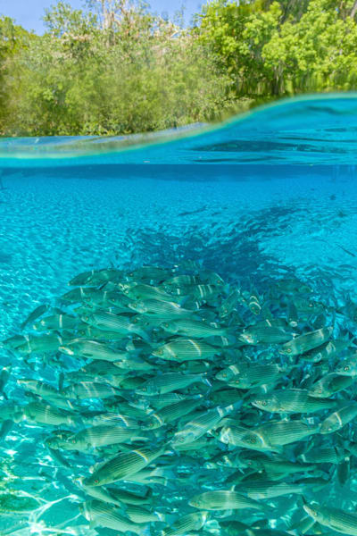 Natural Florida Oasis Photography Art | kramkranphoto