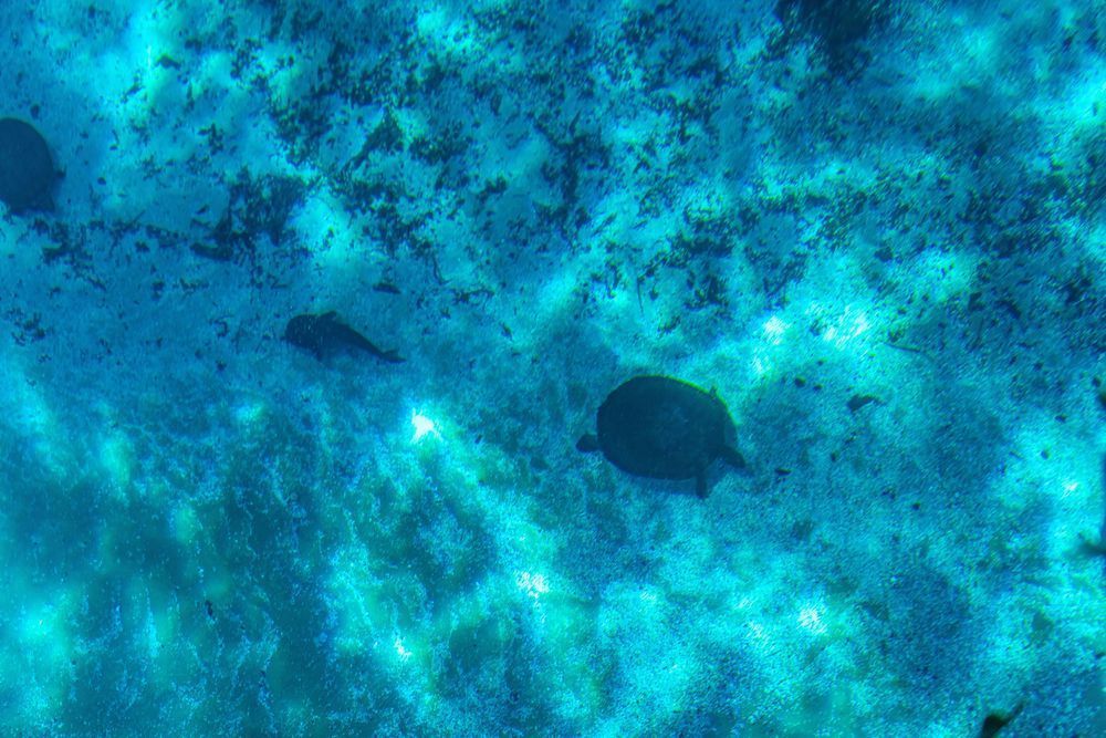 Silver Springs Underwater Photography Art | kramkranphoto