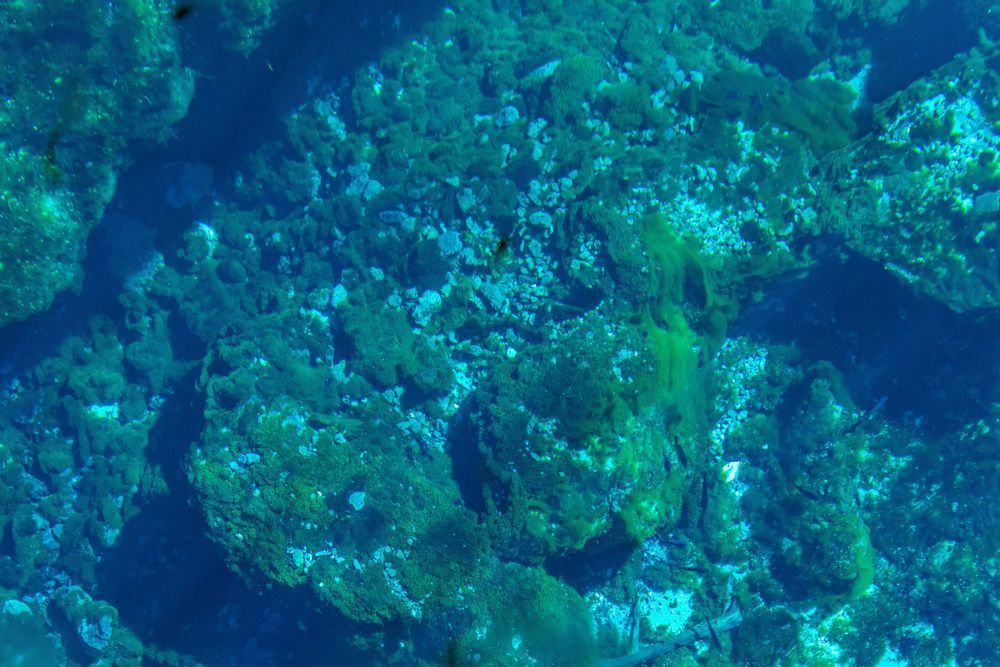 Underwater Scene Of Springs Photography Art | kramkranphoto