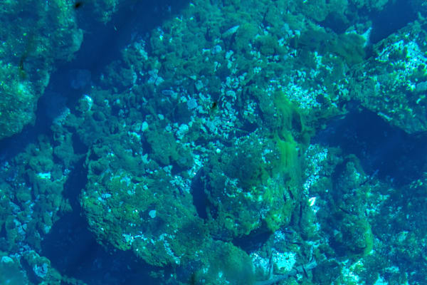 Underwater Scene Of Springs Photography Art | kramkranphoto