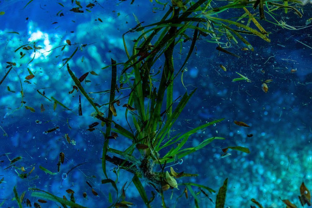 Grass Water Photography Art | kramkranphoto