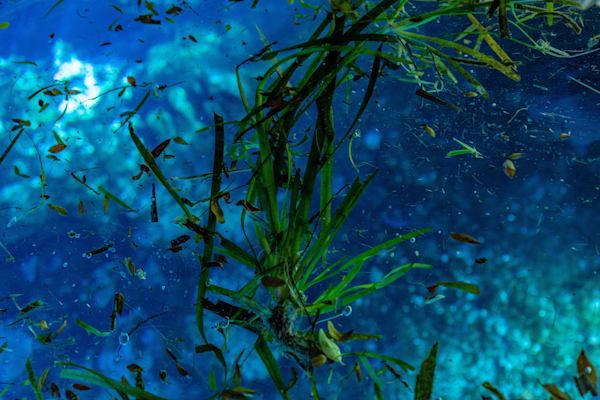 Grass Water Photography Art | kramkranphoto