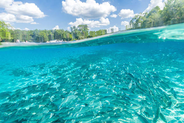 Springwater Blue Photography Art | kramkranphoto