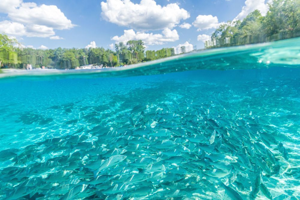 Springwater Blue Photography Art | kramkranphoto