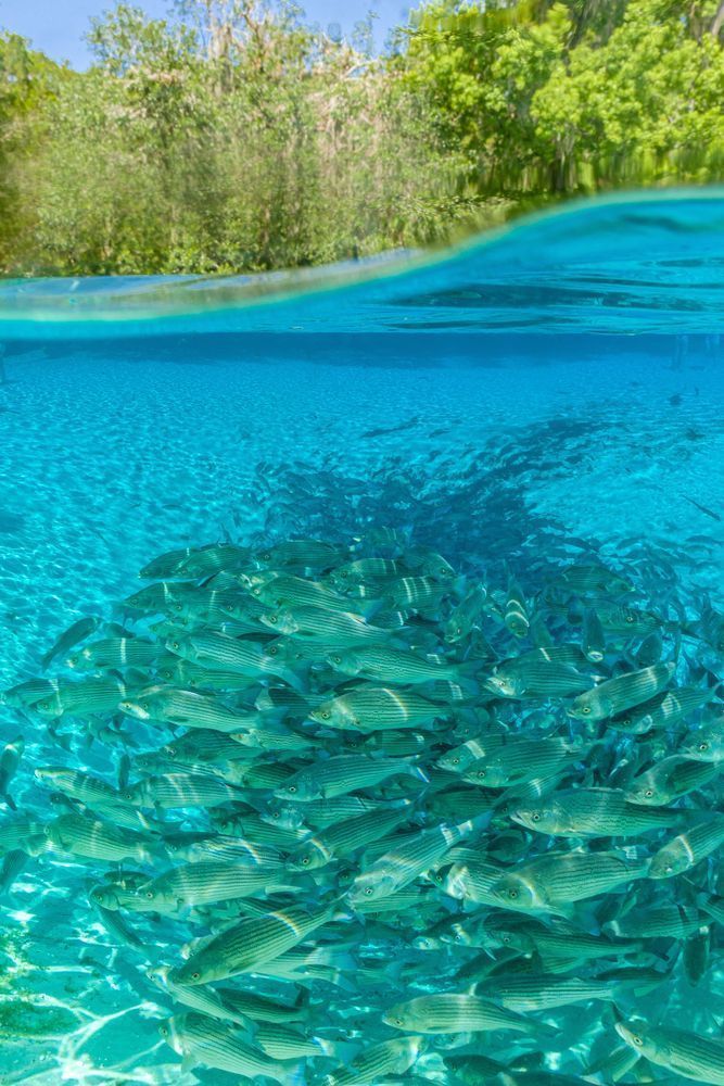 Silver Glen Springs Bassination Photography Art | kramkranphoto