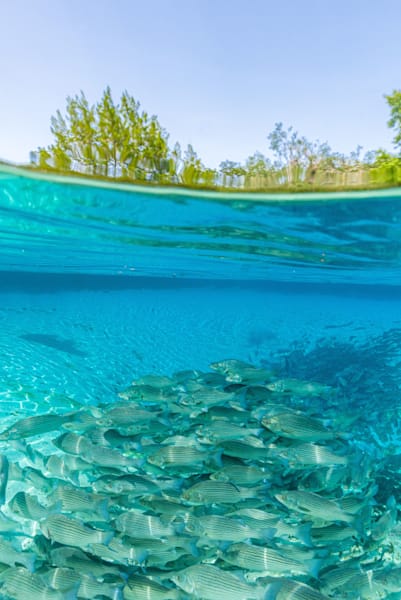 Silver Glen Blue Photography Art | kramkranphoto