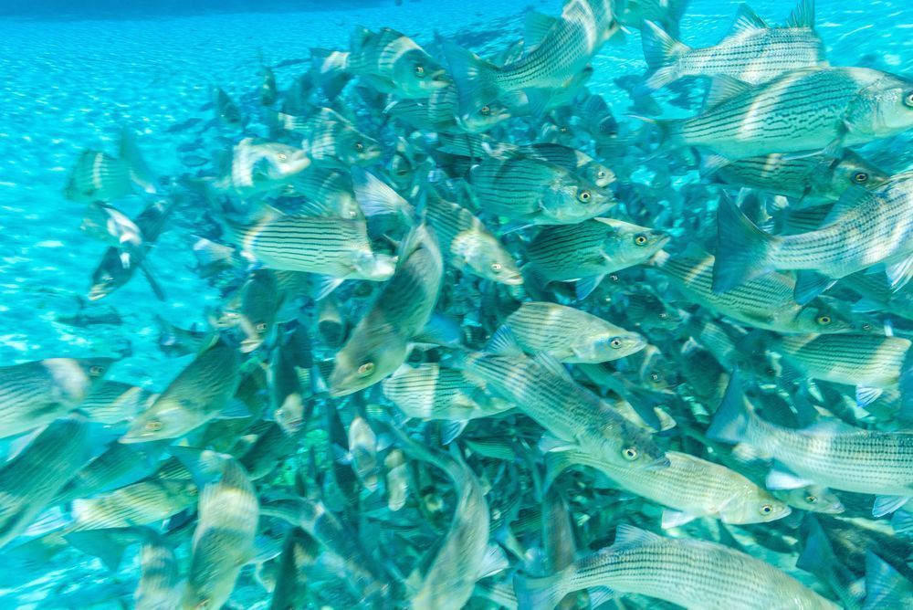 Fish Float Photography Art | kramkranphoto