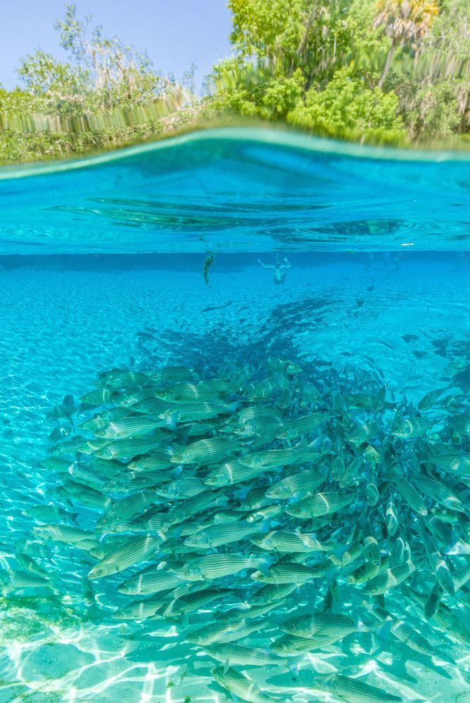 Bass Beauty Photography Art | kramkranphoto