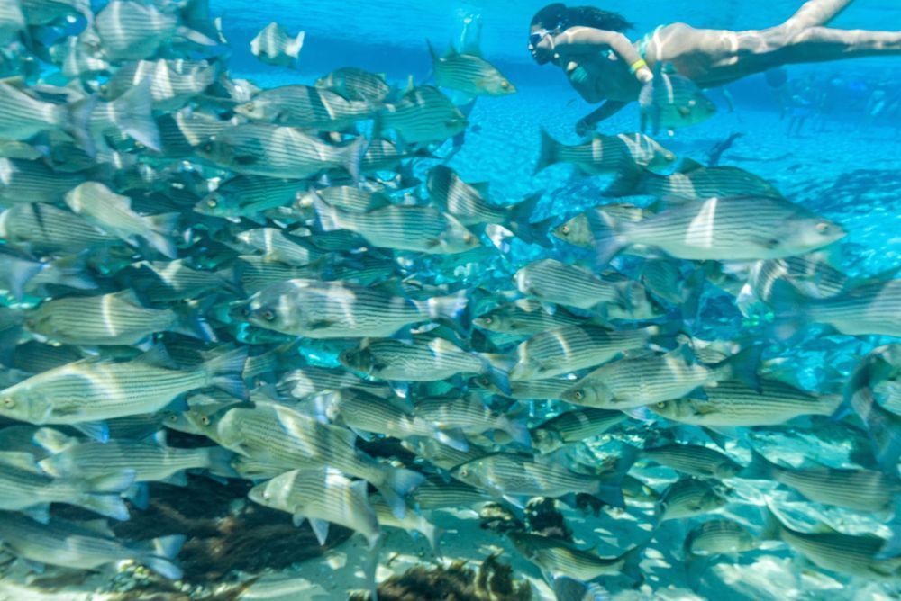 Swim With The Fishes Photography Art | kramkranphoto