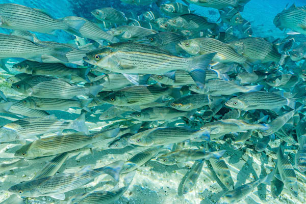 Sunshine Bass Nation Photography Art | kramkranphoto