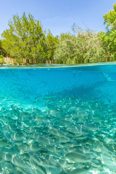 Smooth Operator Photography Art | kramkranphoto