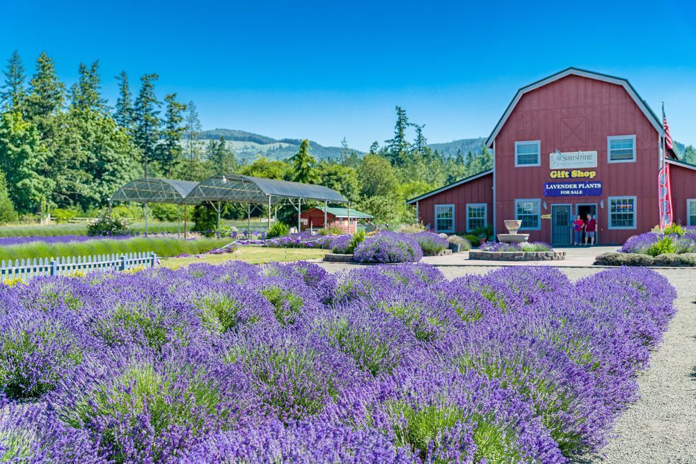 Lavender Love Photography Art | kramkranphoto