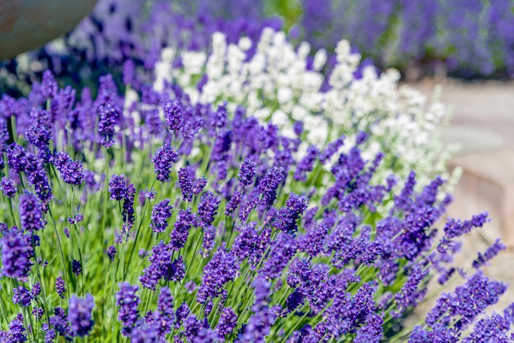 Lavender Love Photography Art | kramkranphoto